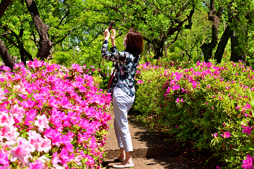 A Japanese woman, with face mask, is walking and enjoying azalea flowers of different colors in full bloom, taking selfie, in Hanegi Park, a public park in Setagaya Ward, Tokyo, on a fine spring day. The green leaves in the background are those of plum trees, for which the park is famous. Setagaya Ward is popular residential area of Tokyo.