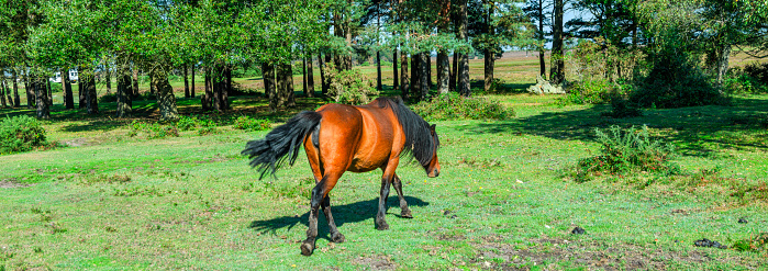 The new forest national park hampshire horse