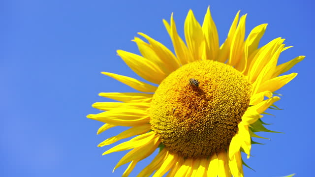 Close up of bee collecting pollen on sunflower over blue clear sky background