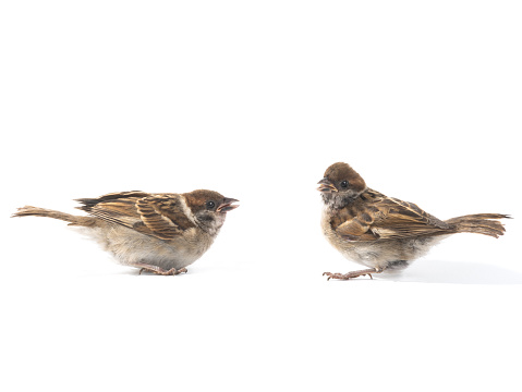 two little sparrow isolated on white background