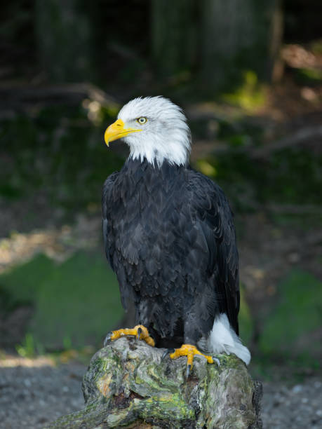 istock American eagle sitting on a tree stump in the background of the forest 1960165979