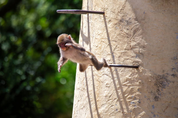 monkeys at the Swayambhunath stupa, Kathmandu