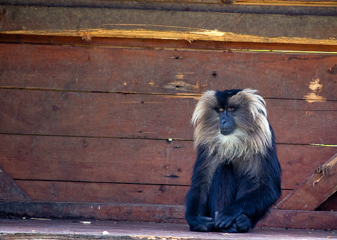 Majestic Lion-tailed Macaque (Macaca silenus) navigating the verdant Western Ghats Mountains in India. A rare and mesmerizing encounter with this endangered primate, distinguished by its distinctive lion-like mane and fascinating natural habitat.