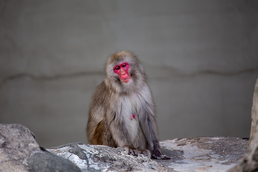 Intelligent Japanese Macaque (Macaca fuscata) observed in the urban outskirts of Tokyo. An intriguing encounter with this snow monkey, showcasing adaptability amidst Japan's diverse landscapes.