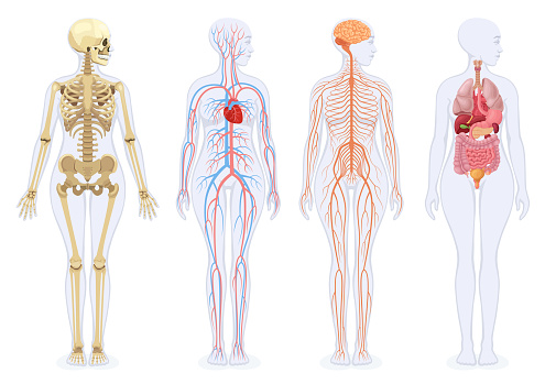 Explore the intricate details of the female human anatomy with this meticulously crafted vector illustration. This anatomical masterpiece showcases the elegance of the human skeleton, the complexity of internal organs, the intricacies of the circulatory system, and the sophistication of the nervous system. Ideal for educational purposes, medical presentations, or anyone passionate about the marvels of the human body. Enhance your projects with this high-quality visual representation.