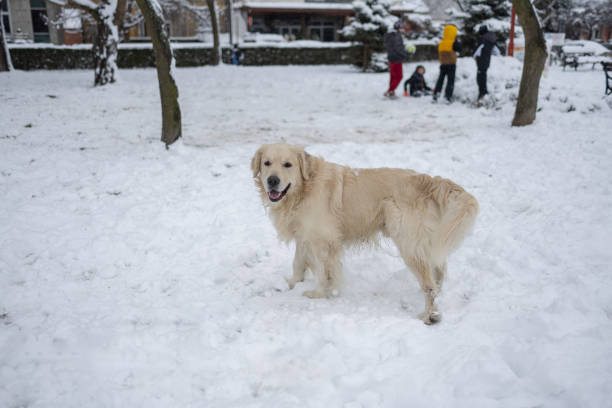 Happy retriever is standing on a white snow in the winter park