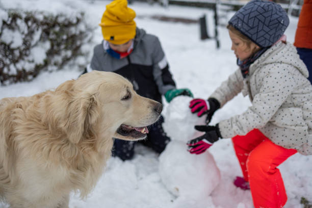 Brother, sister and retriever making snowmen on winter day in city park