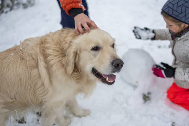 Brother, sister and retriever making snowmen on winter day in city park