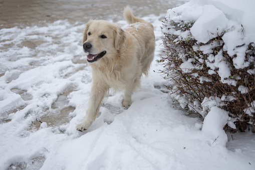 Happy retriever running through white snow in the winter park