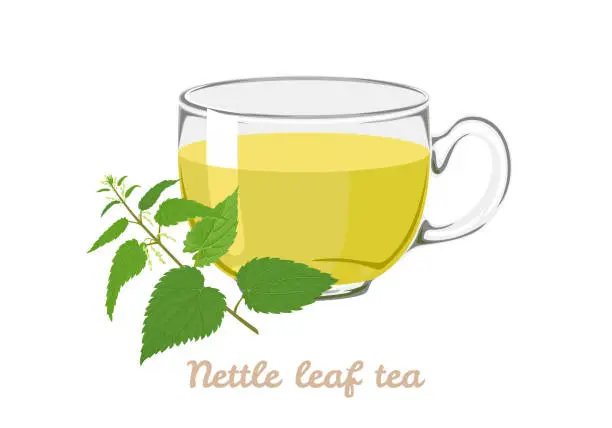 Vector illustration of Nettle leaf tea in transparent glass cup. Vector cartoon illustration of herbal tea.