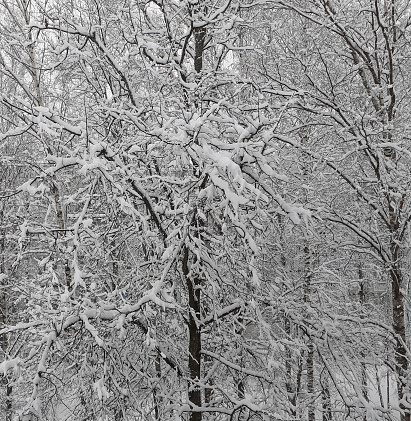 The tree is covered with snow. Winter day after a blizzard. Tree branches are covered with a layer of white snow.