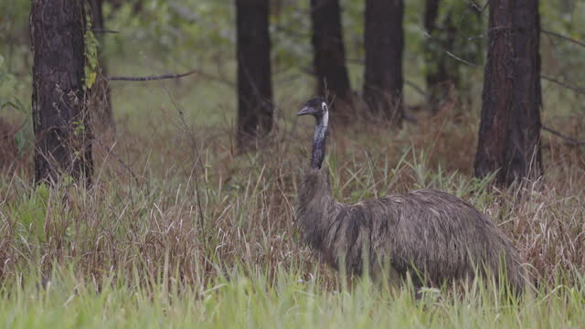 Close up of wild mother emu and chicks walking and foraging in the Australian bush