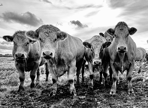Black and white close up of four cows standing close together and looking straight at the camera. Faces look mood, angry, annoyed and menacing. Bright sky with clouds.