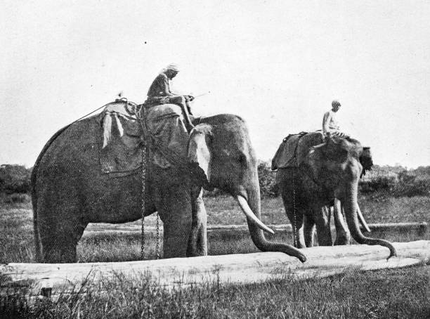 istock People and landmarks of India in 1895: Elephant moving timber, Maulmain 1960250314