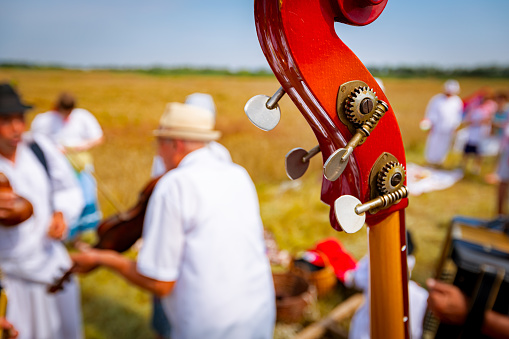 Close up shot on part of contrabass, headstock with tuning keys. Musician contrabassist plays double bass for happiness and success before farmers begin reaping grain manually in traditional rural way