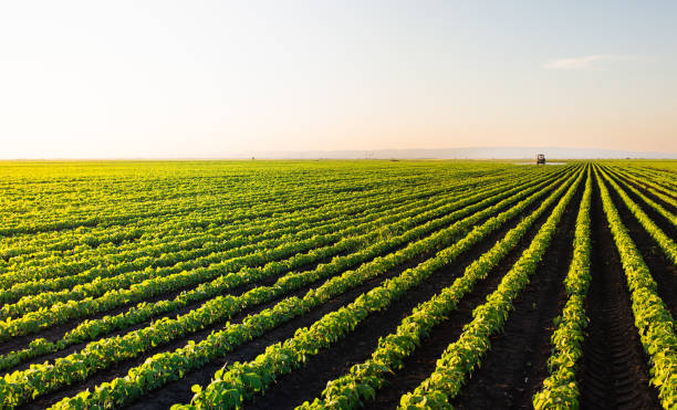 istock Tractor spraying soybean crops field 1960258407