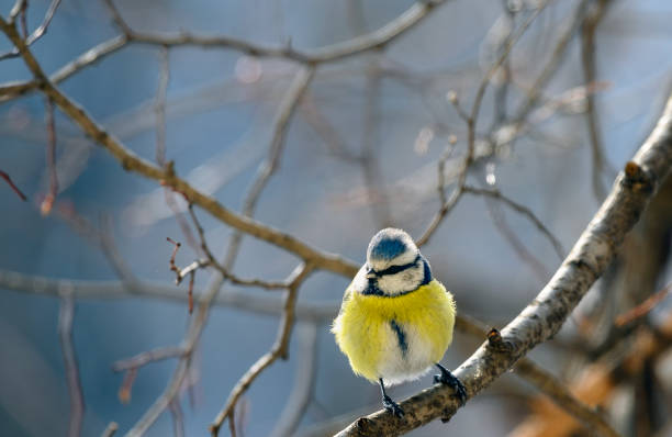 Eurasian blue tit (Cyanistes caeruleus) clamped to branch in european forest with colorful serene background