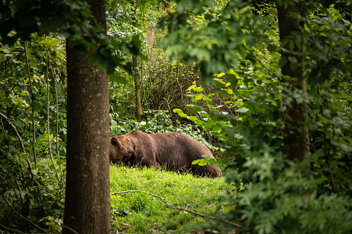 A brown bear in a forest surrounded by green vegetation