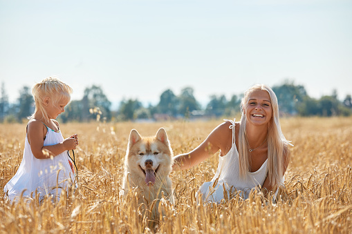 Cute baby girl with mom and dog on wheat field. Happy young family enjoy time together at the nature. Mom, little baby girl and dog husky resting outdoors. togetherness, love, happiness concept
