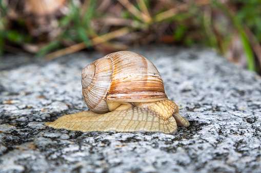 Helix pomatia, common names the Roman snail, Burgundy snail, or escargot.
