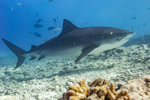 Tiger shark (Galeocerdo cuvier) in side profile with coral in foreground. Fuvahmulah, Maldives, March