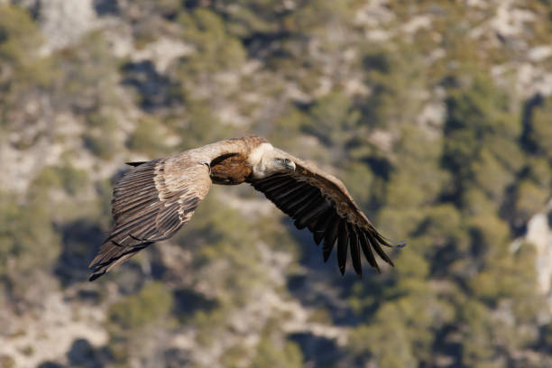 istock Gyps fulvus flapping wings during flight in Sierra de Mariola natural park 1960289977