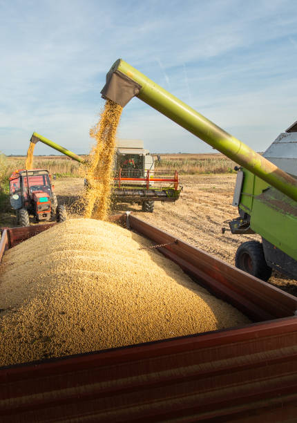 istock Combine transferring soybeans after harvest 1960292629