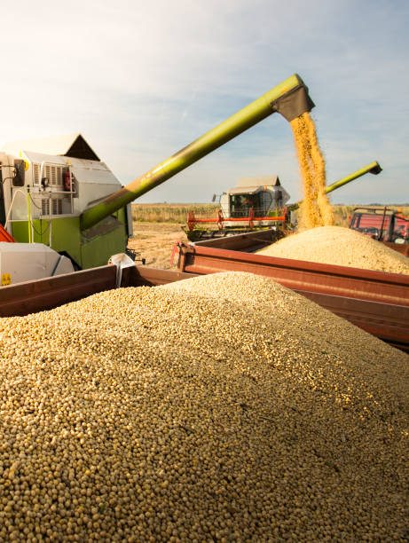 istock Combine transferring soybeans after harvest 1960293162
