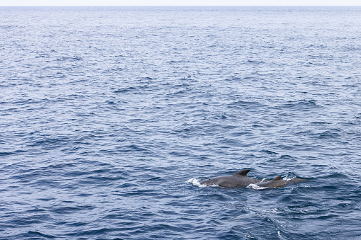 A mother pilot whale and her calf traverse the serene, expansive waters of the Norwegian Sea, their dark forms a contrast to the subtle grays and blues