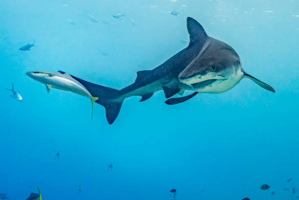 istock Tiger shark turning towards camera 1960294225