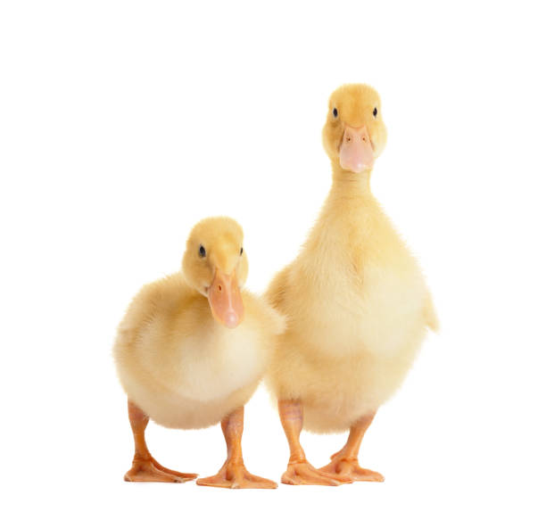 istock Two cute funny curious ducklings isolated on white background 1960295295