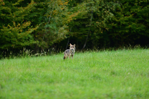 Portrait of the head of a grey wolf on a green meadow