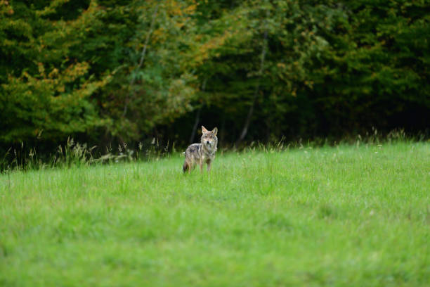 A female grey wolf looking for food near the forest stock photo