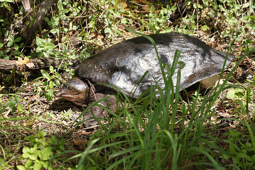 Softshell turtle, Everglades National Park, Florida - United States