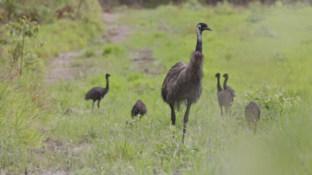 Close up of wild mother emu and chicks foraging in the Australian grassland
