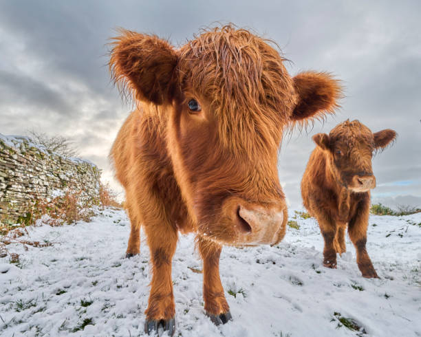 Two highland cows in snow - Brecon Beacons National Park