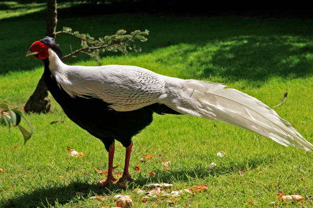 silver pheasant male - Lophura nycthemera
