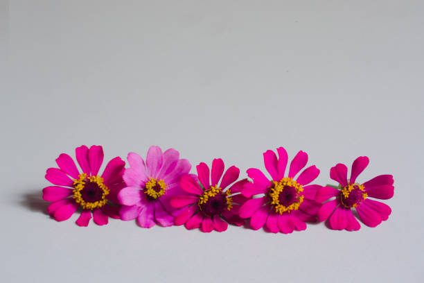 Purple flower with empty space