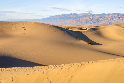 Beneath the tranquil pale blue sky at Mesquite Flat Sand Dunes, the warm hues of the sand create a serene landscape. Unknown tourists, mere specks in the vastness, stroll in the distance, leaving subtle footprints in the desert