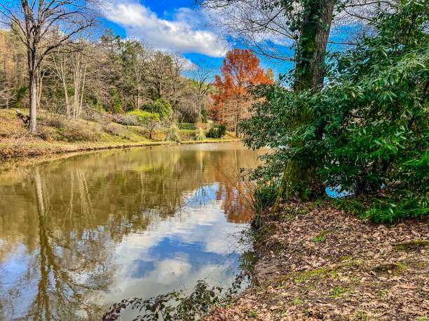 istock beautiful forest and lake view in winter 1960316067