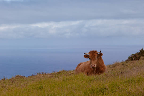 Brown cow laying on the grass