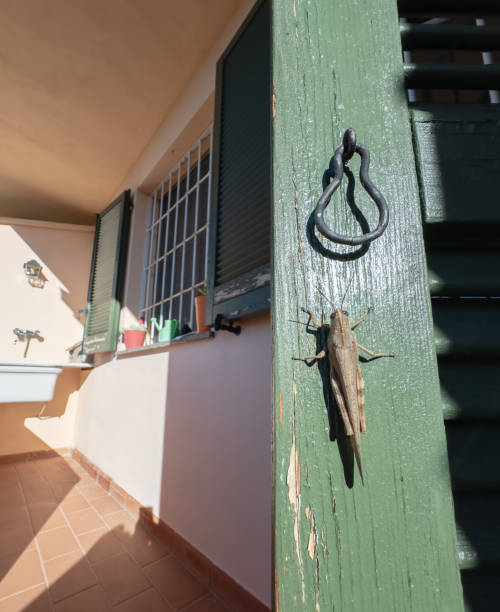 Egyptian Grasshopper sunbathes in the sun of a Tuscan house.