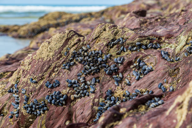 A close up of mussels on rocks at the beach, at Polzeath in Cornwall