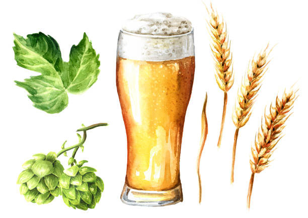 ilustraciones, imágenes clip art, dibujos animados e iconos de stock de glass of light beer and fresh green hops and ears of wheat and barley set. hand drawn watercolor illustration isolated on white background - mug beer barley wheat