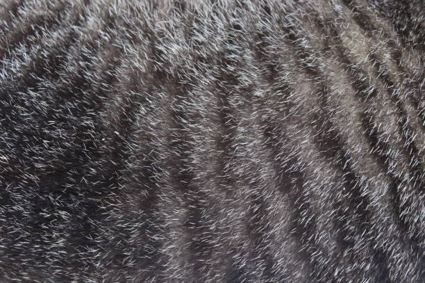 Abstract image of a black, white and gray cat body photo. Suitable for backgrounds for various design needs.