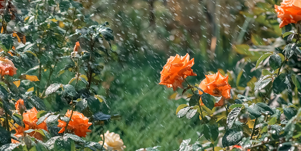 Blooming bush rose in the rain. Spring background with orange roses. Selective soft focus. Banner