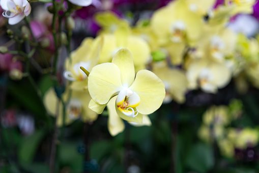 Phalaenopsis Hybrid Amabilis Orchid flower