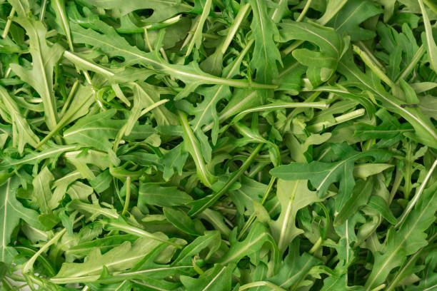 istock Fresh leaves of arugula as a background. 1960344253