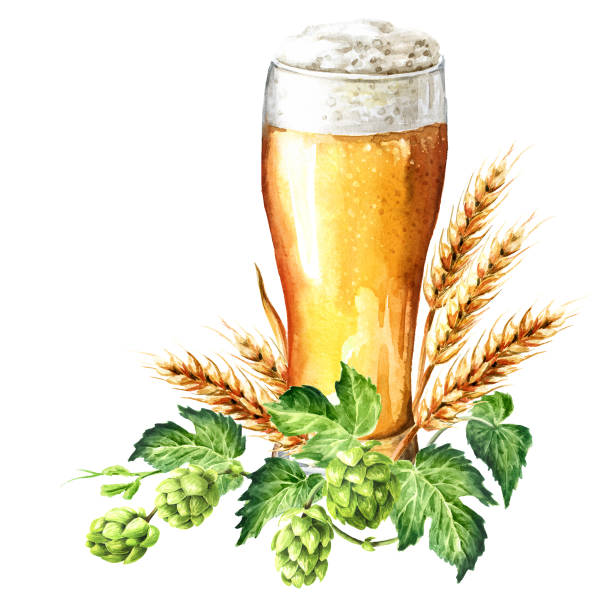 glass of light beer and fresh green hops and ears of wheat and barley. hand drawn watercolor illustration, isolated on white background - mug beer barley wheat stock illustrations