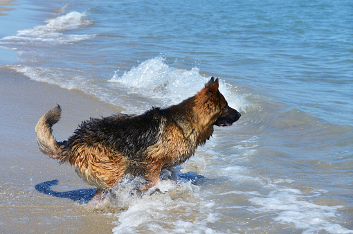 german shepherd training swimming in the sea in summer